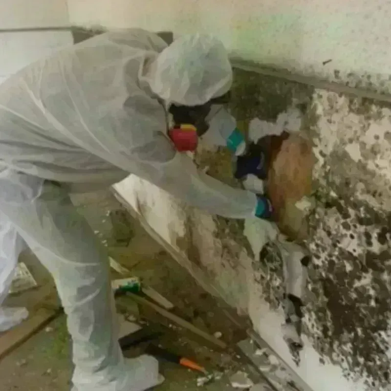 Mold Remediation and Removal in Sunset, FL